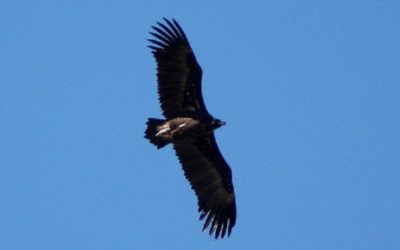 El Vuelo del Buitre Negro