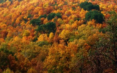 Los Colores del Otoño